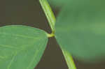 Canadian milkvetch